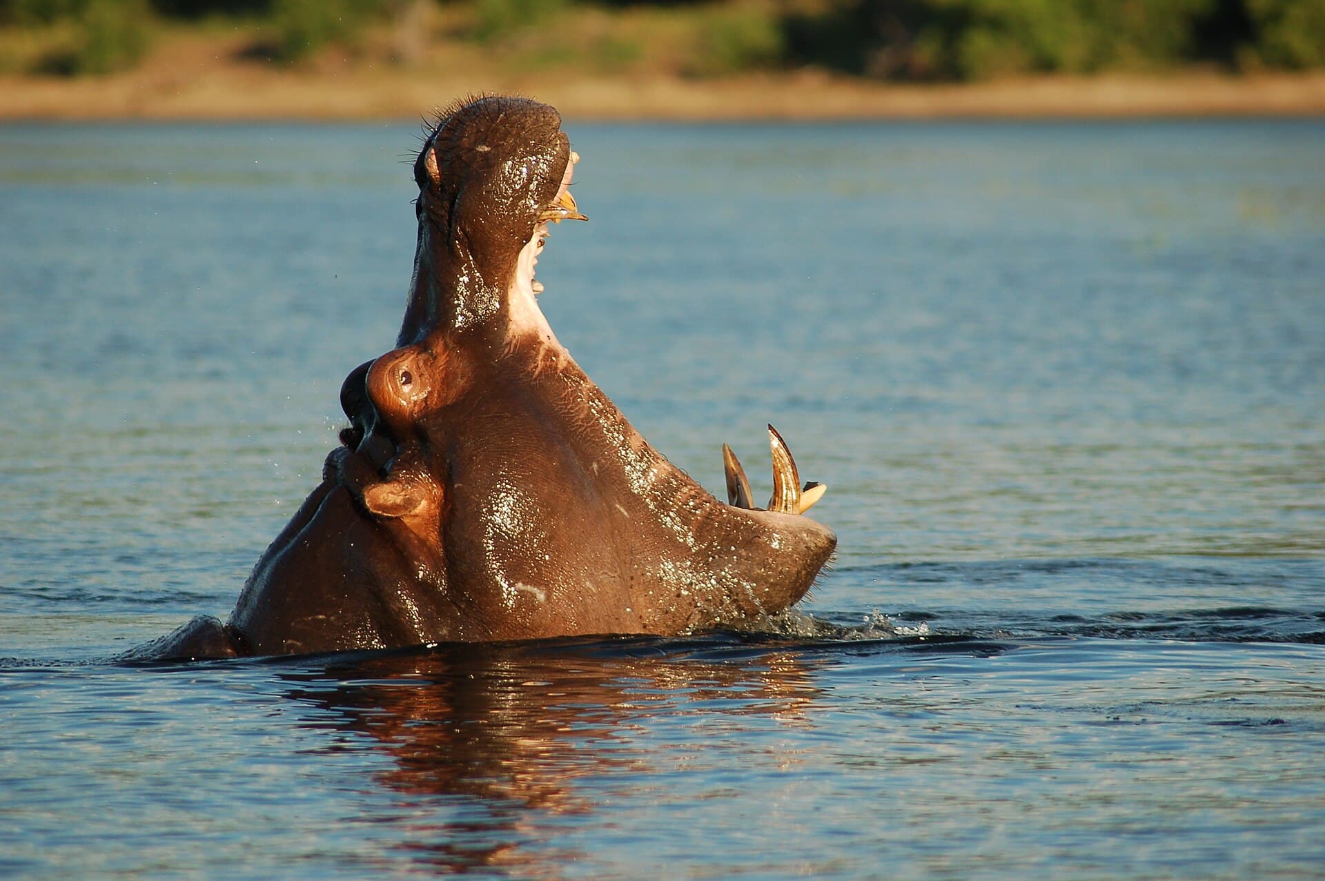 Un hipopotam în apă, într-un lac sau râu. (Foto de arhivă: Joachim Huber from Switzerland / CC BY-SA 2.0, Wikimedia Commons)