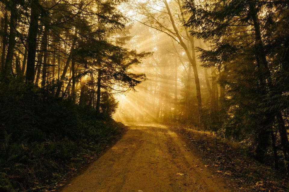 Un drum neasfaltat care traversează o pădure, luminat de razele soarelui. (Foto ilustrativă: Patrick Fore / CC0 1.0, Openverse)