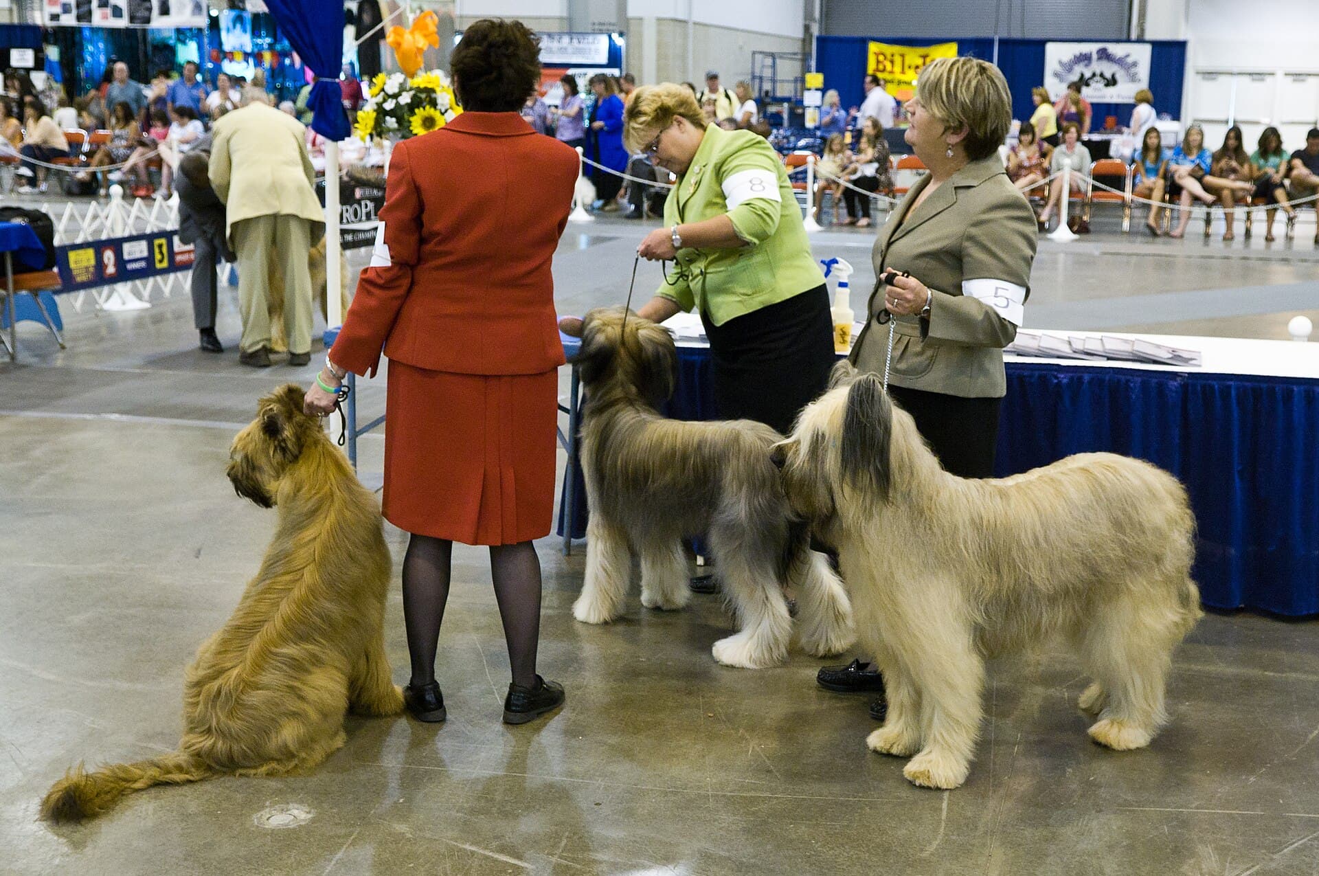 O expoziție canină, cu mai mulți câini prezentați de stăpânii lor într-o sală de concurs. (Foto de arhivă: M Glasgow / CC BY 2.0, Wikimedia Commons)