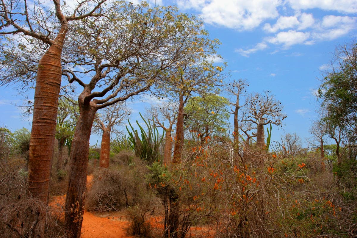 O zonă de pădure tropicală uscată, cu arbori de tip baobab, vegetație rară și sol roșiatic. (Foto de arhivă: JialiangGao www.peace-on-earth.org / CC BY-SA 4.0, Wikimedia Commons)