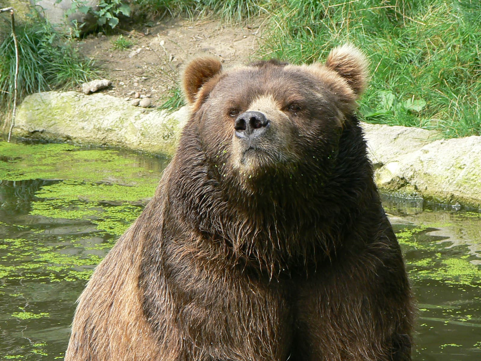 Un urs brun aflat într-un iaz, într-un cadru cu vegetație. (Foto de arhivă: LadyofHats / Public domain, Wikimedia Commons)