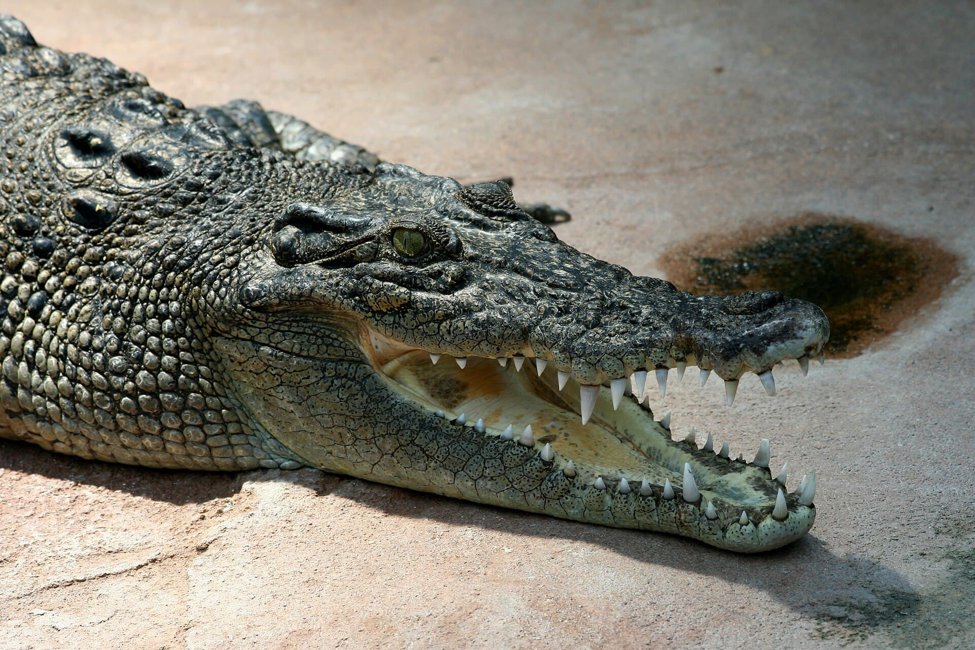 Un crocodil de Nil într-un spațiu de captivitate. (Foto de arhivă: AngMoKio / CC BY-SA 2.5, Wikimedia Commons)