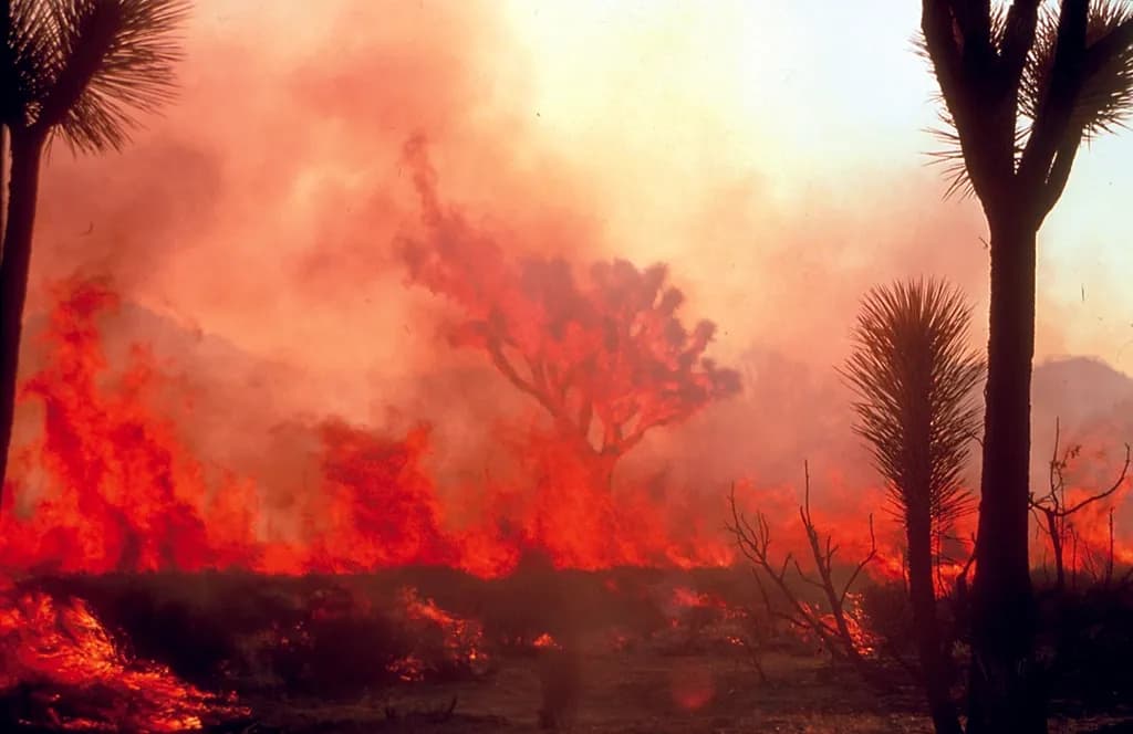 Un incendiu de vegetație care arde intens, cu flăcări și fum în jurul unor copaci. (Foto ilustrativă: National Park Service / CC0 1.0, Openverse)