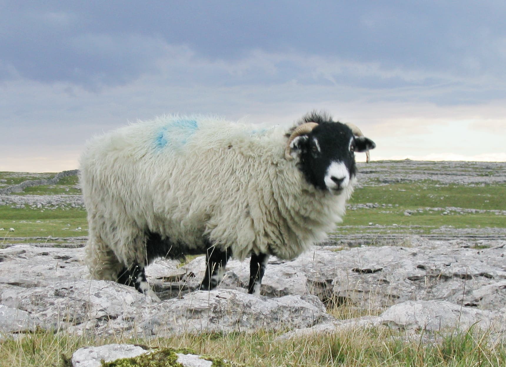 O oaie într-un peisaj rural stâncos. (Foto de arhivă: necunoscut / CC BY-SA 3.0, Wikimedia Commons)