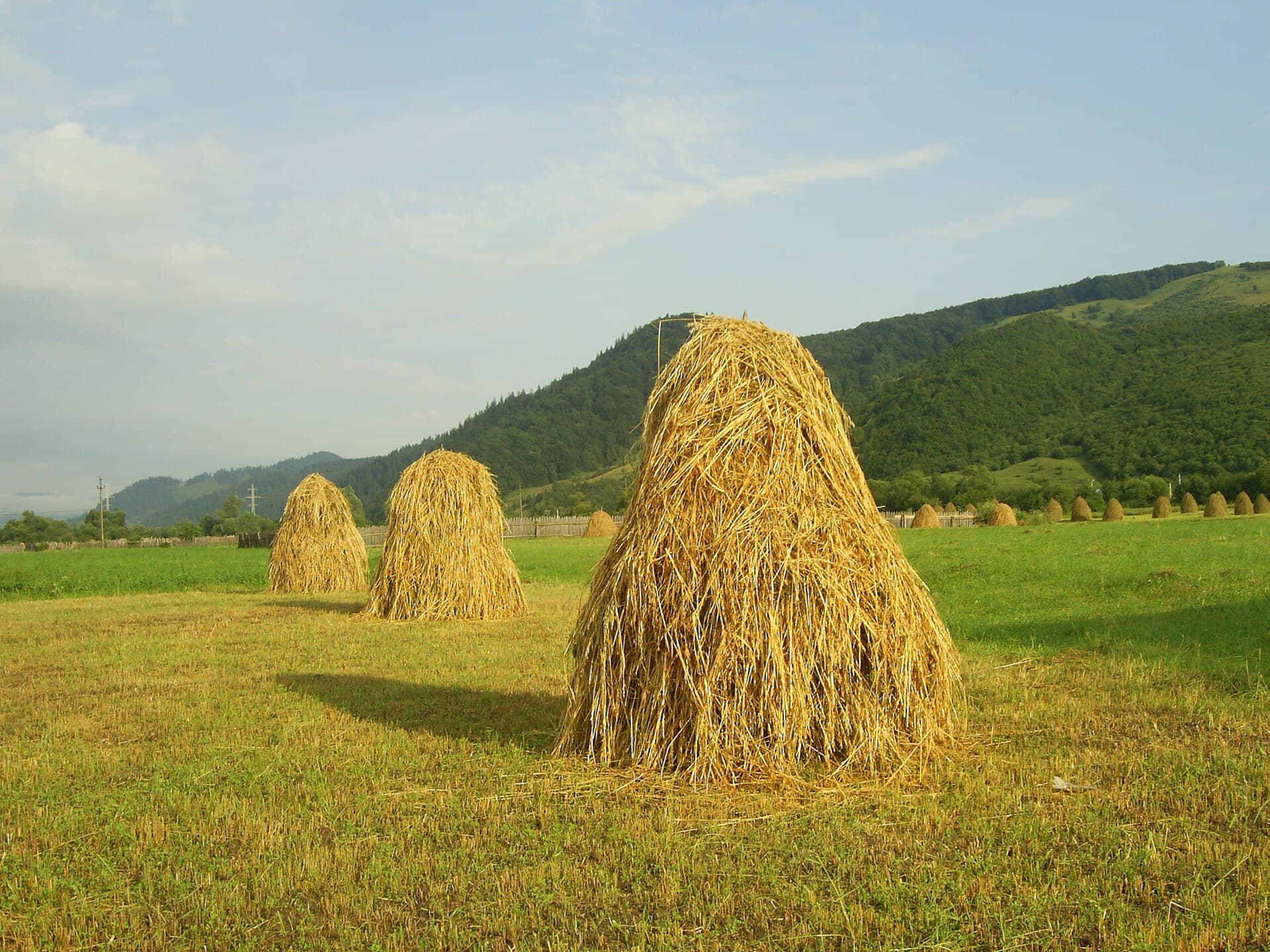 Peisaj rural din Bucovina, cu clăi de fân pe un câmp verde și dealuri împădurite în fundal. (Foto: diego_cue / CC BY-SA 3.0, Wikimedia Commons)