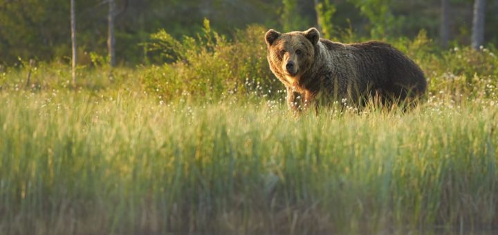 HOTNEWS.RO: [P] Ce animale sălbatice poți întâlni în pădurile din România - HotNews.ro