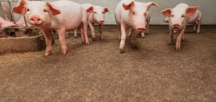 HOTNEWS.RO: Importăm circa 80% din carnea de porc; suntem la mâna jucătorilor de pe piaţa cărnii de porc din Europa, spune vicepreședintele unei asociații de profil