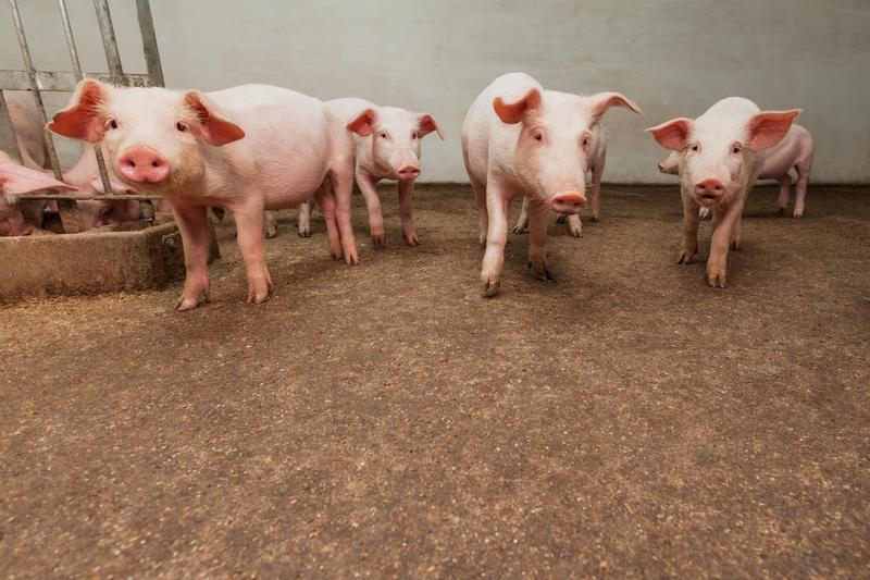 HOTNEWS.RO: Importăm circa 80% din carnea de porc; suntem la mâna jucătorilor de pe piaţa cărnii de porc din Europa, spune vicepreședintele unei asociații de profil